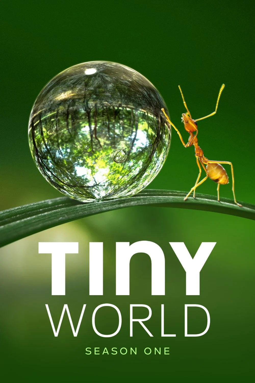 Thế Giới Siêu Nhỏ (Phần 1) - Tiny World (Season 1) (2020)