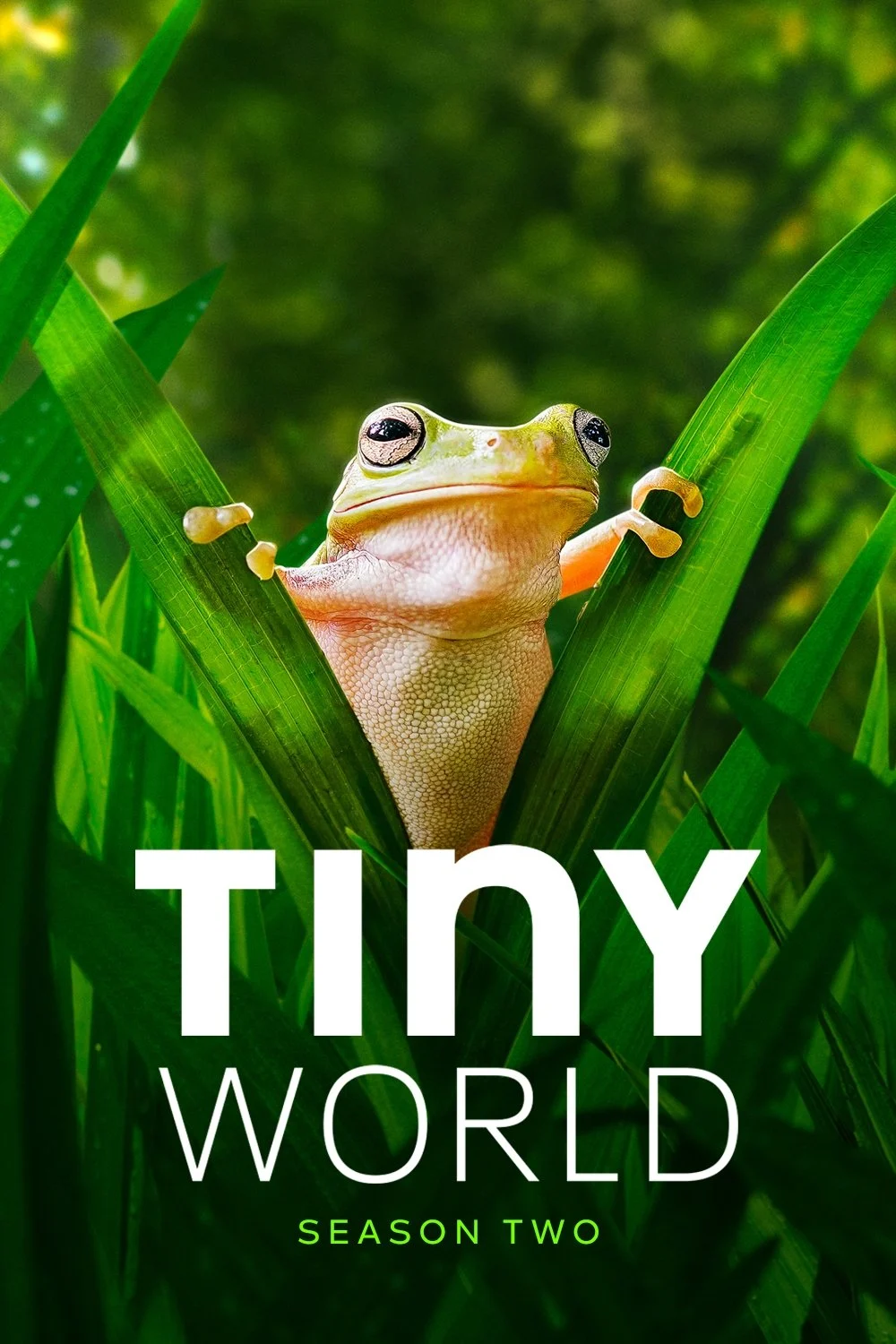 Thế Giới Siêu Nhỏ (Phần 2) - Tiny World (Season 2) (2021)